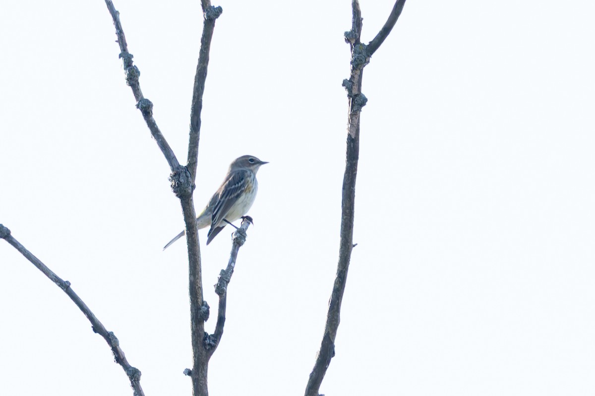 lesňáček žlutoskvrnný (ssp. coronata) - ML642684389