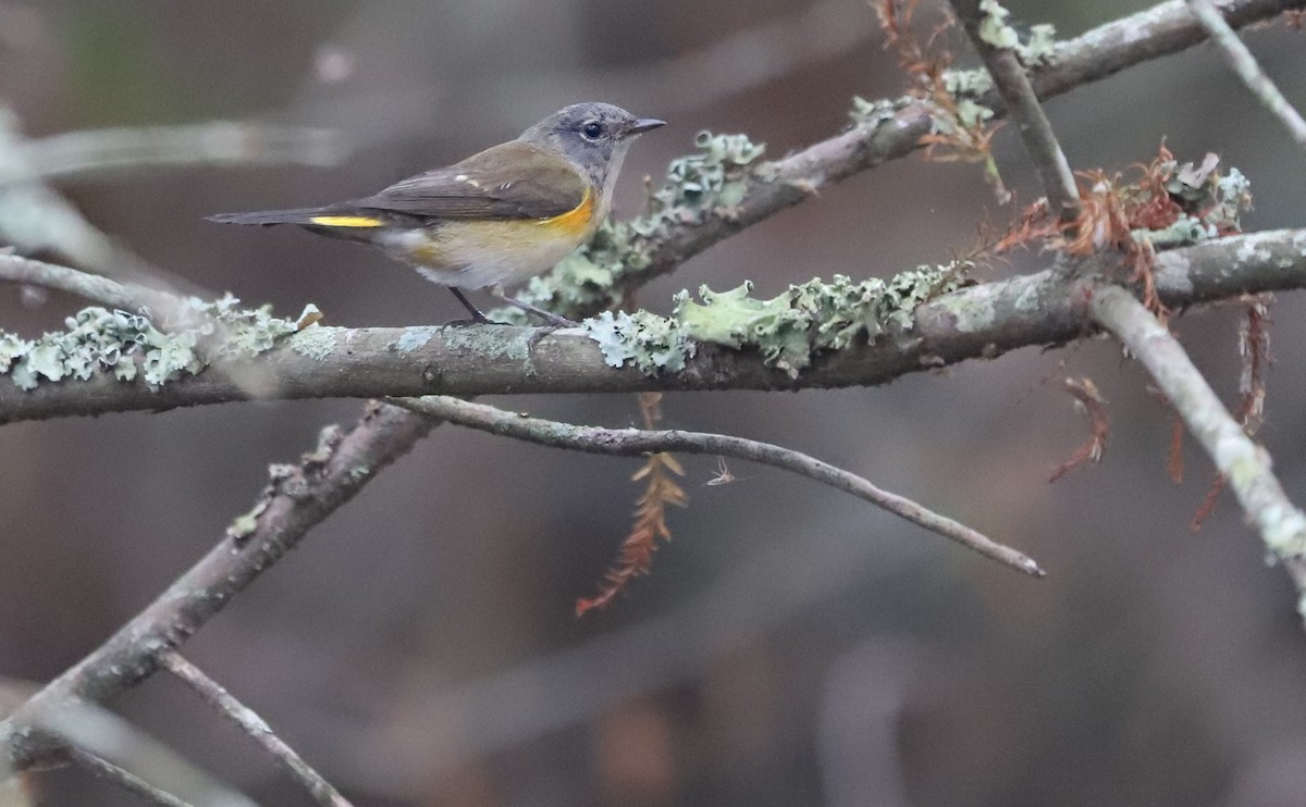 American Redstart - ML642684391