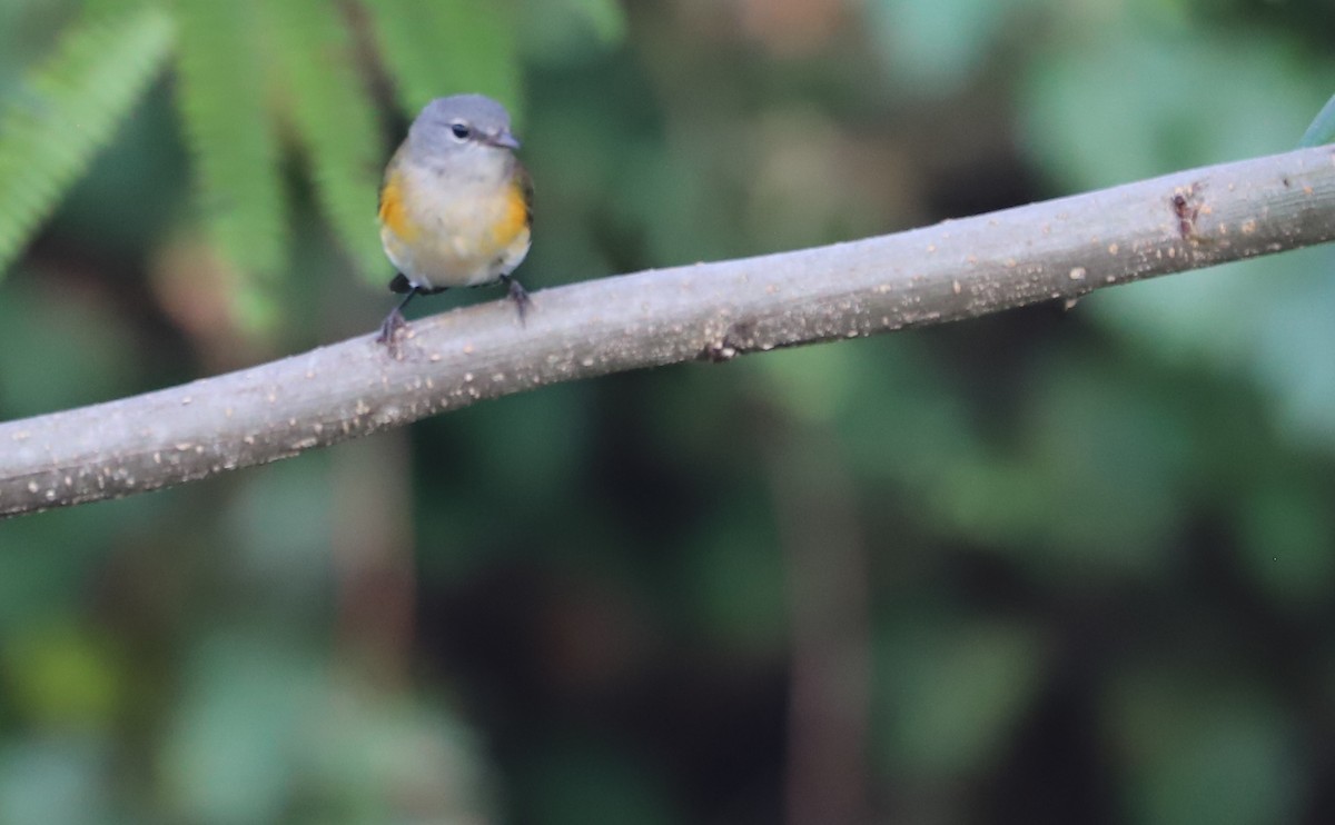 American Redstart - ML642684399
