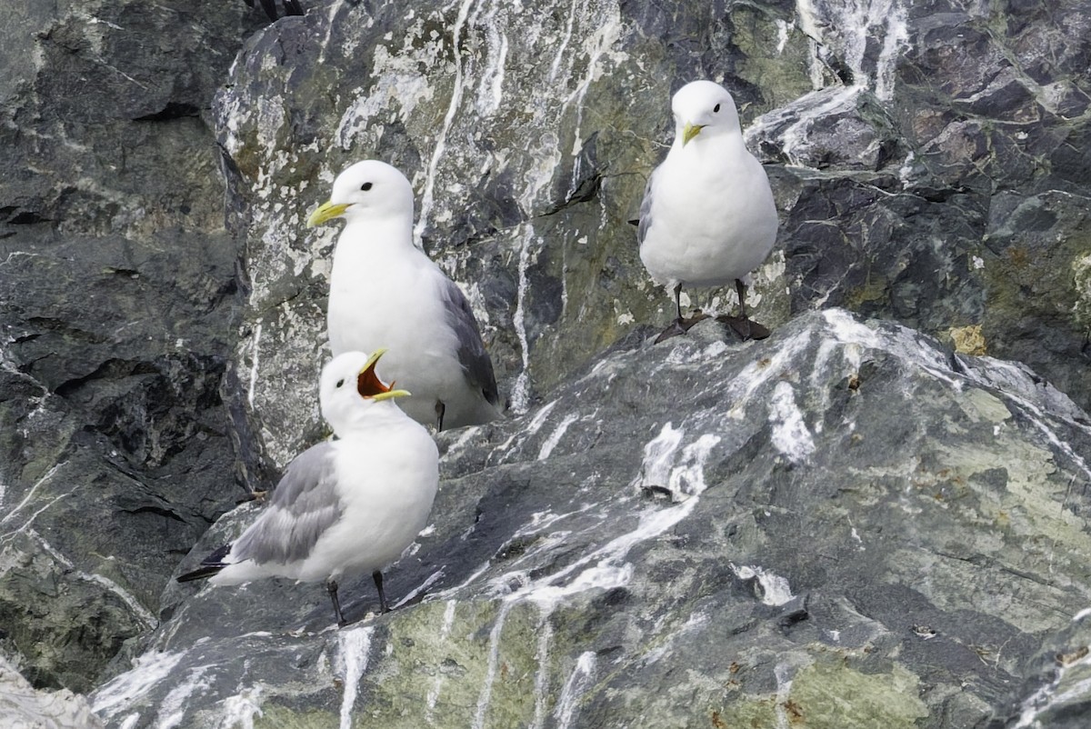 Mouette tridactyle - ML642684414