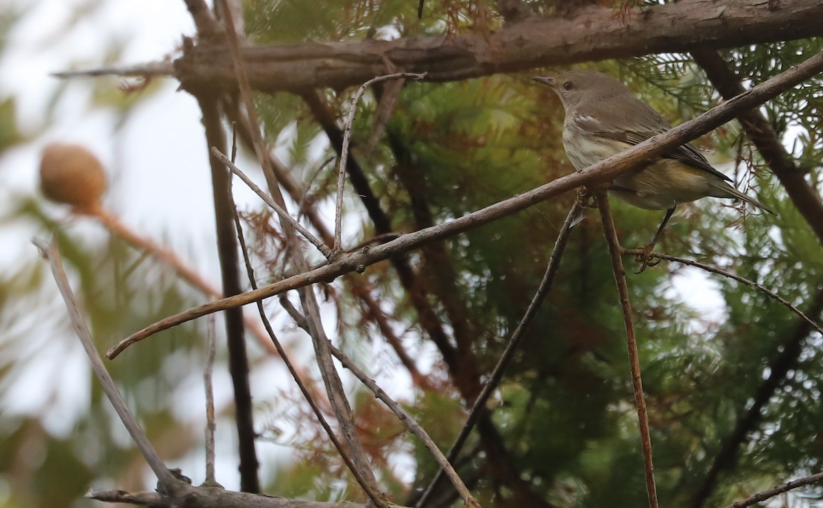Paruline tigrée - ML642684415