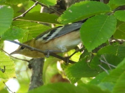 Paruline à poitrine baie - ML642684418