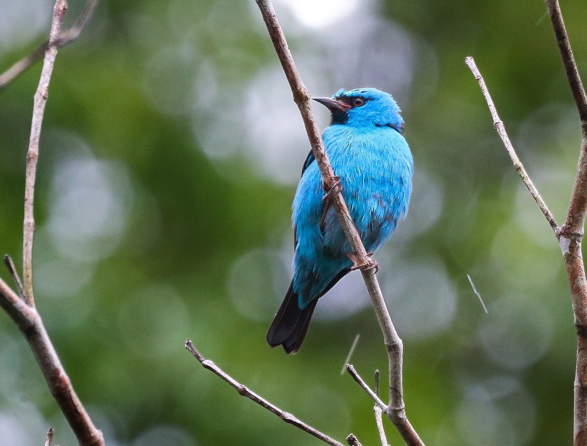 Dacnis bleu - ML642684423