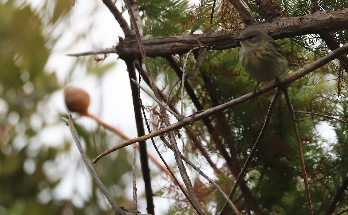 Cape May Warbler - ML642684441