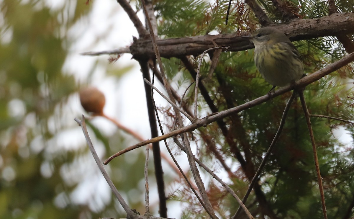 Cape May Warbler - ML642684442