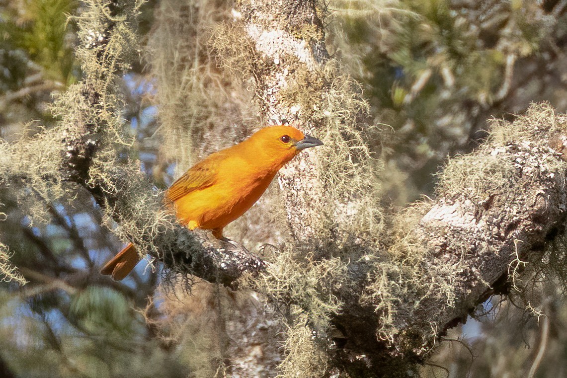 Hepatic Tanager - ML642684443