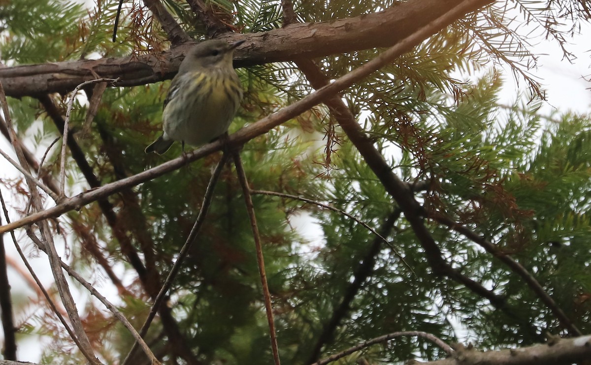 Cape May Warbler - ML642684445