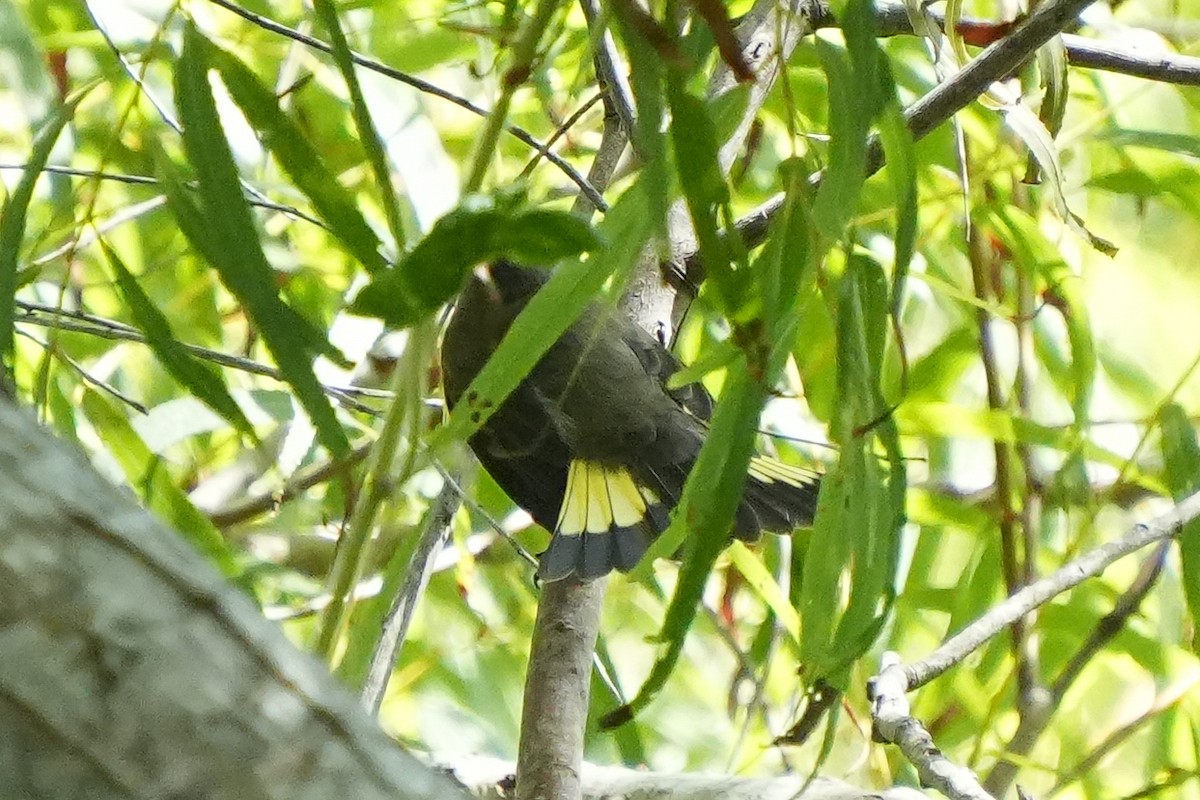 American Redstart - ML642684458