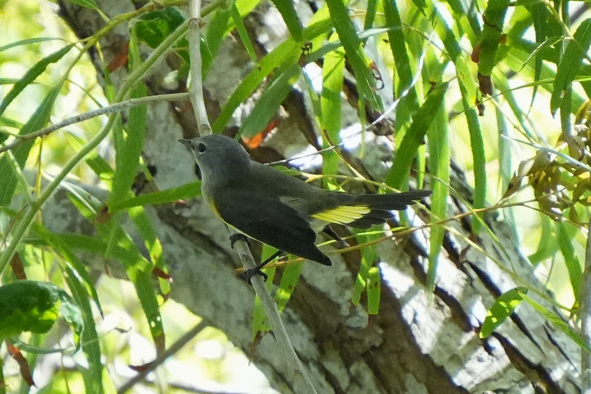 American Redstart - ML642684459