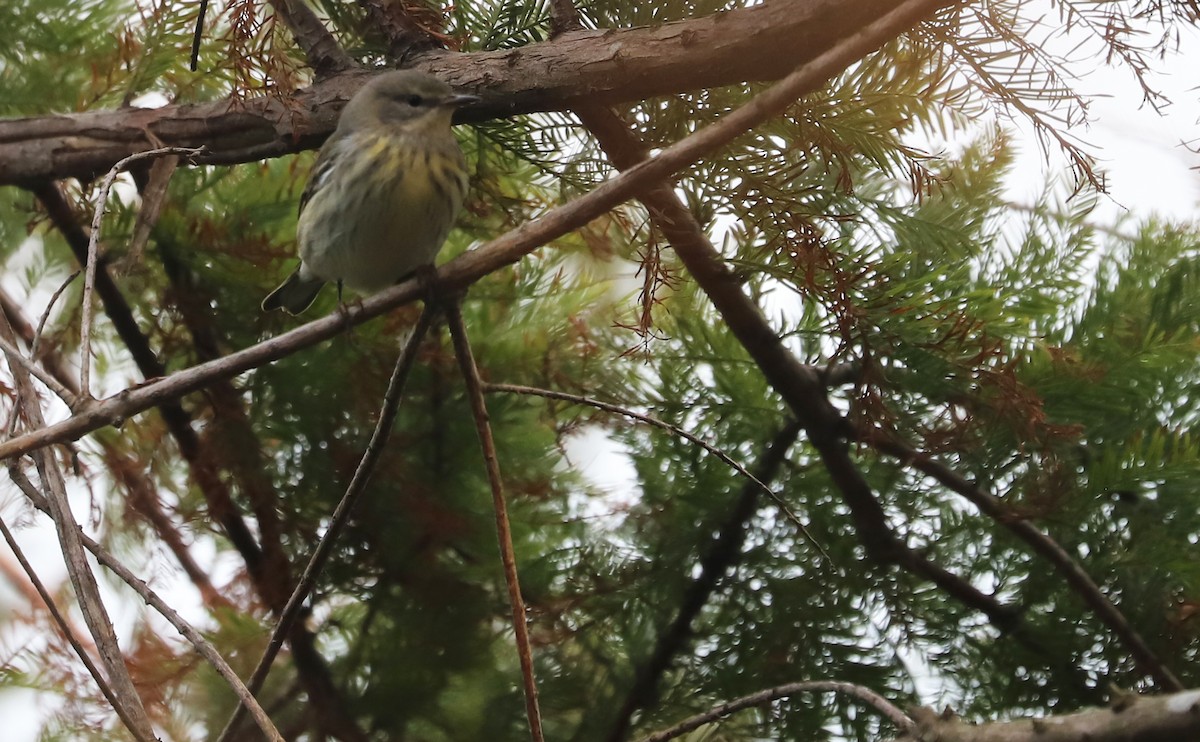 Cape May Warbler - ML642684464