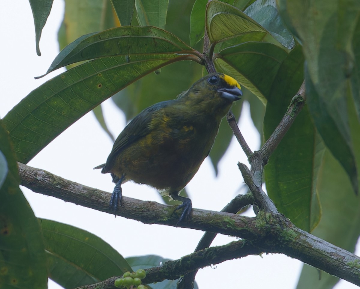 Olive-backed Euphonia - ML642684485