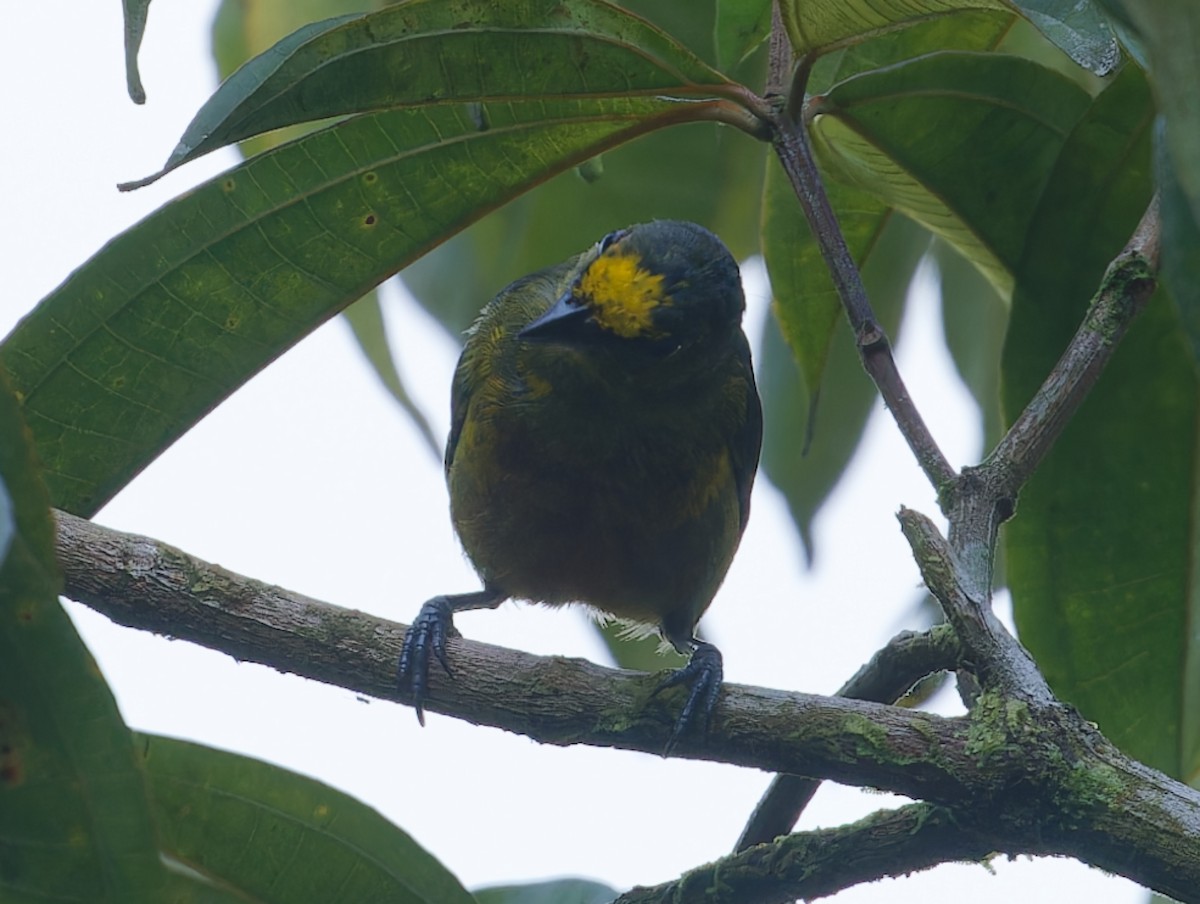 Olive-backed Euphonia - ML642684488