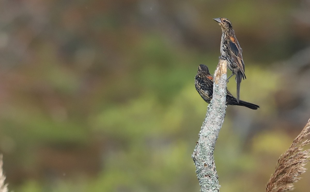 Red-winged Blackbird (Red-winged) - ML642684489