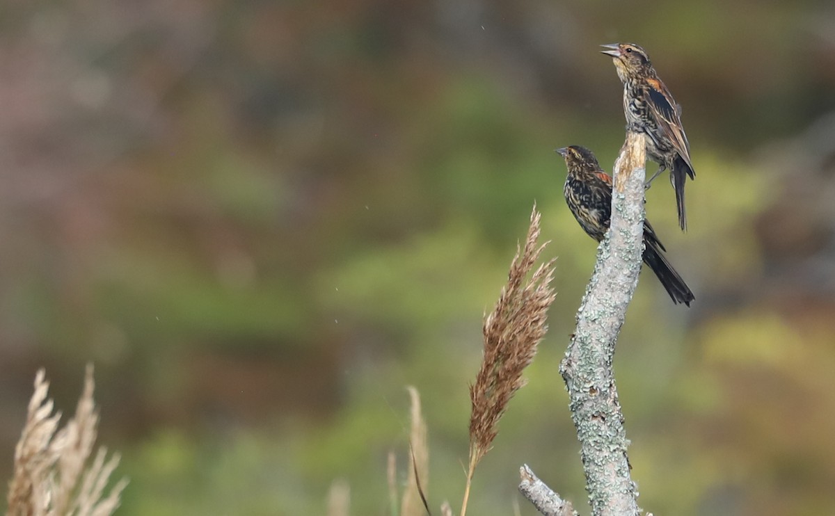 Red-winged Blackbird (Red-winged) - ML642684491