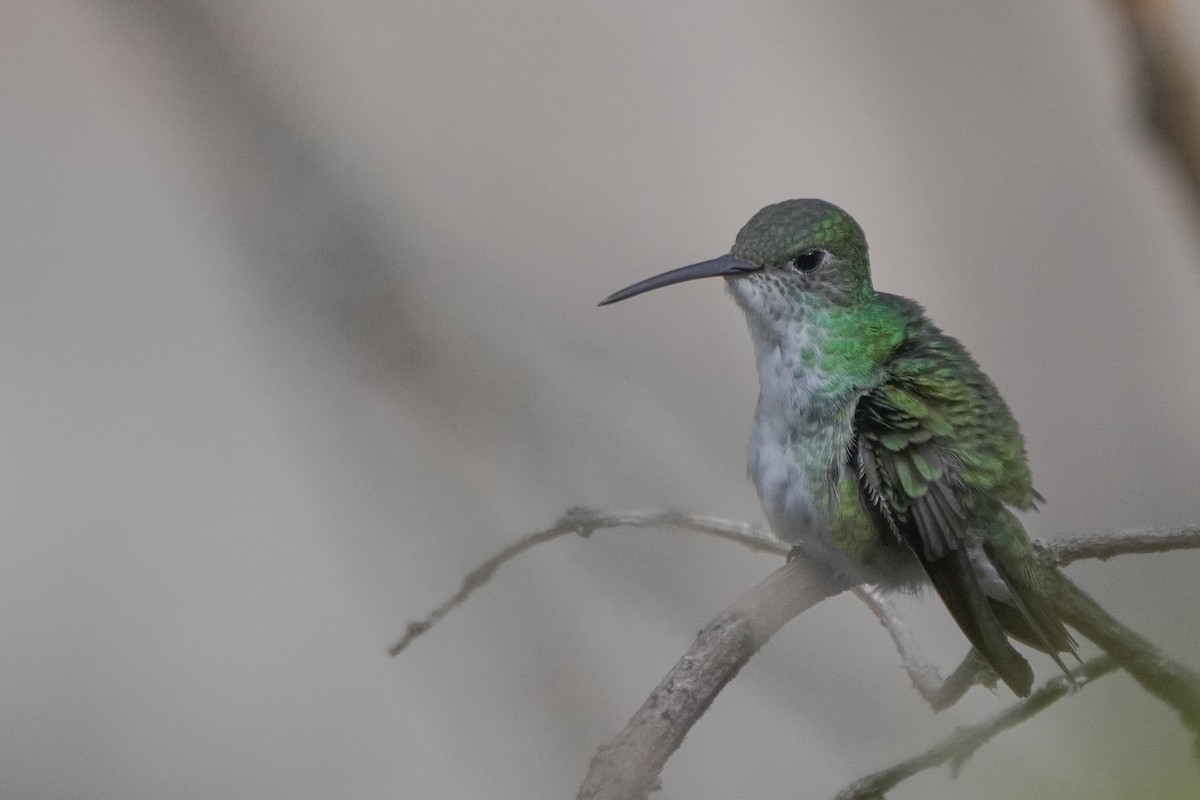 Green-and-white Hummingbird - ML642684495
