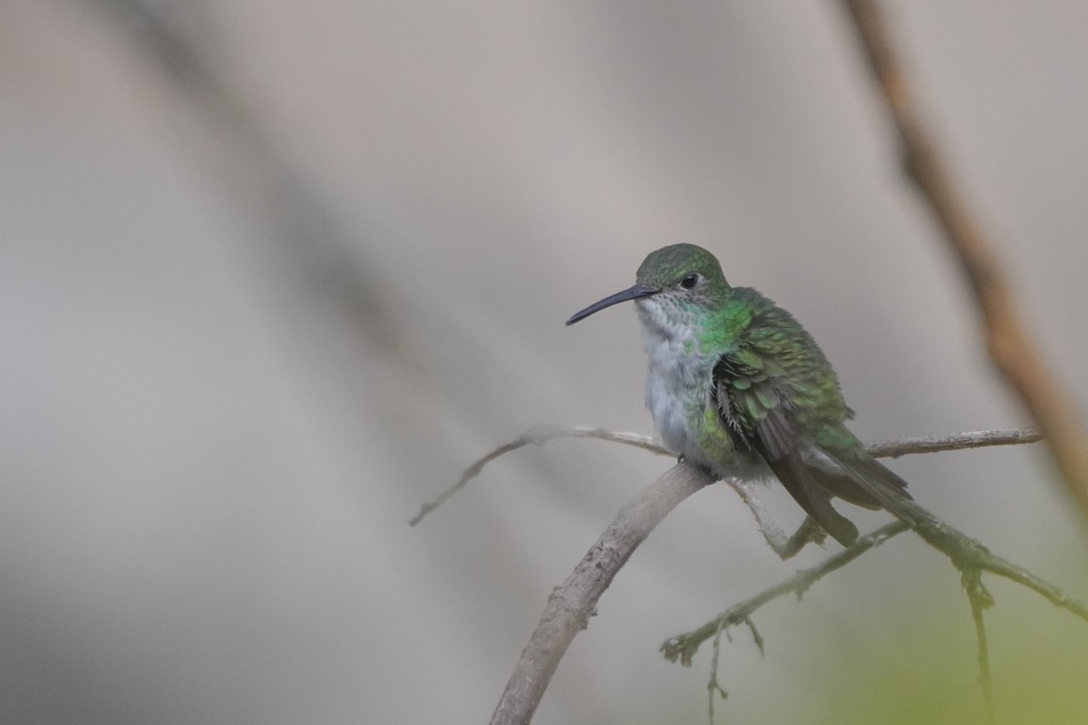Green-and-white Hummingbird - ML642684496