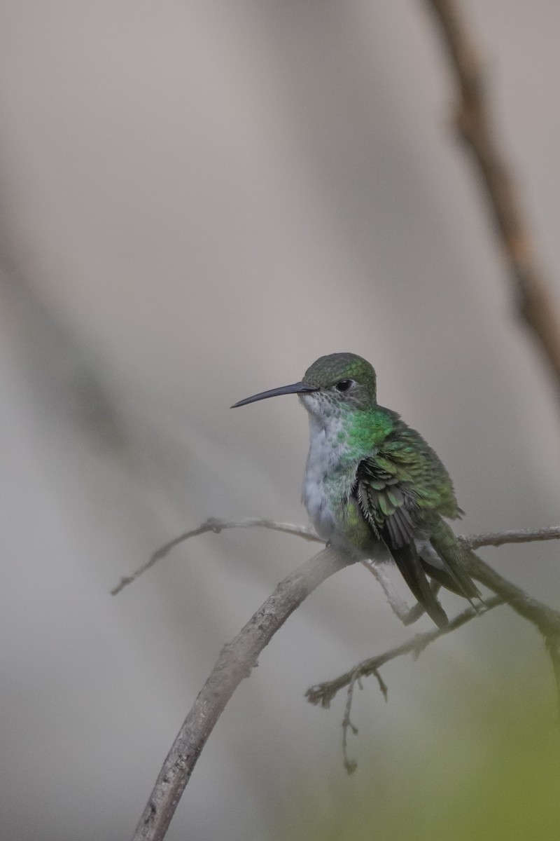 Green-and-white Hummingbird - ML642684497