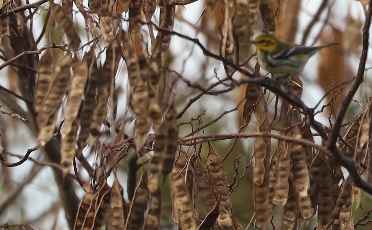 Black-throated Green Warbler - ML642684498