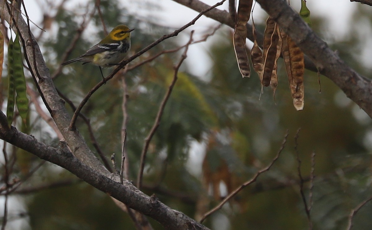 Black-throated Green Warbler - ML642684504