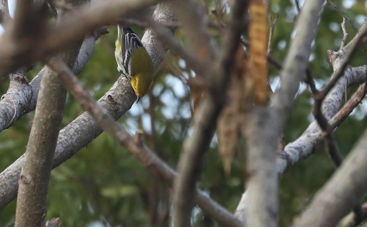 Black-throated Green Warbler - ML642684505