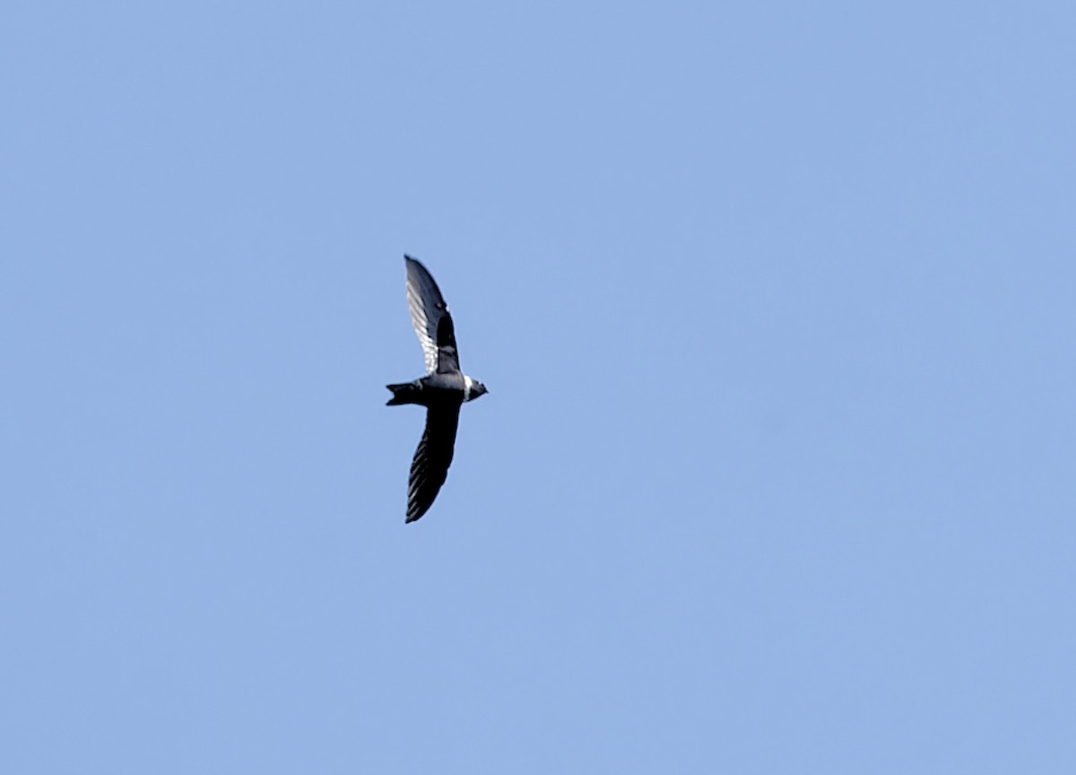 クビワアマツバメ - ML642684511