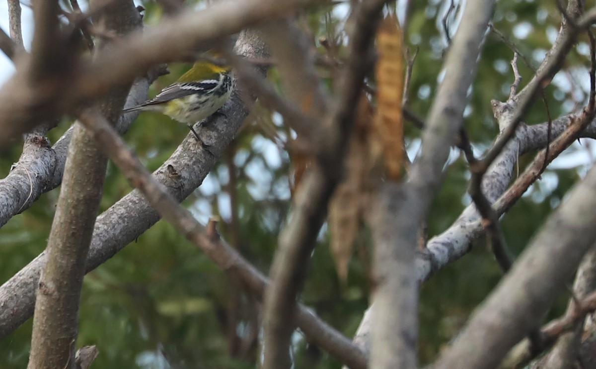 Black-throated Green Warbler - ML642684512