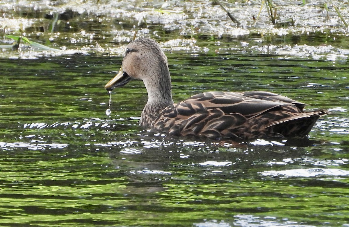 Mottled Duck - ML642684514