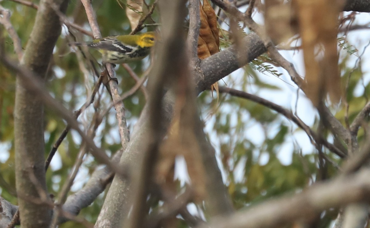 Black-throated Green Warbler - ML642684517