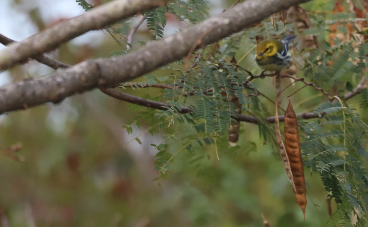 Black-throated Green Warbler - ML642684518