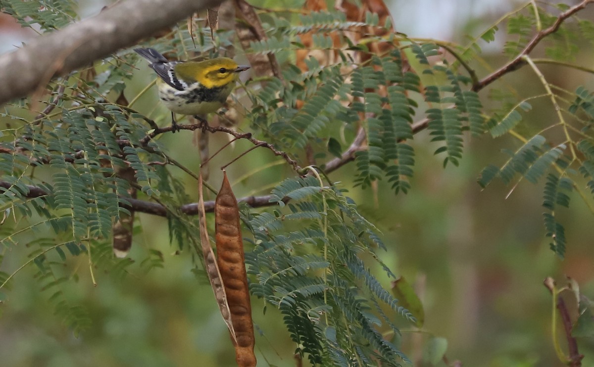 Black-throated Green Warbler - ML642684520