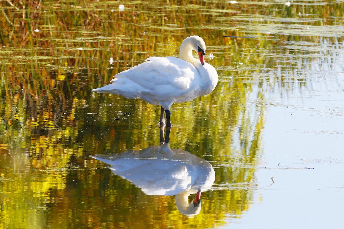Höckerschwan - ML642684522