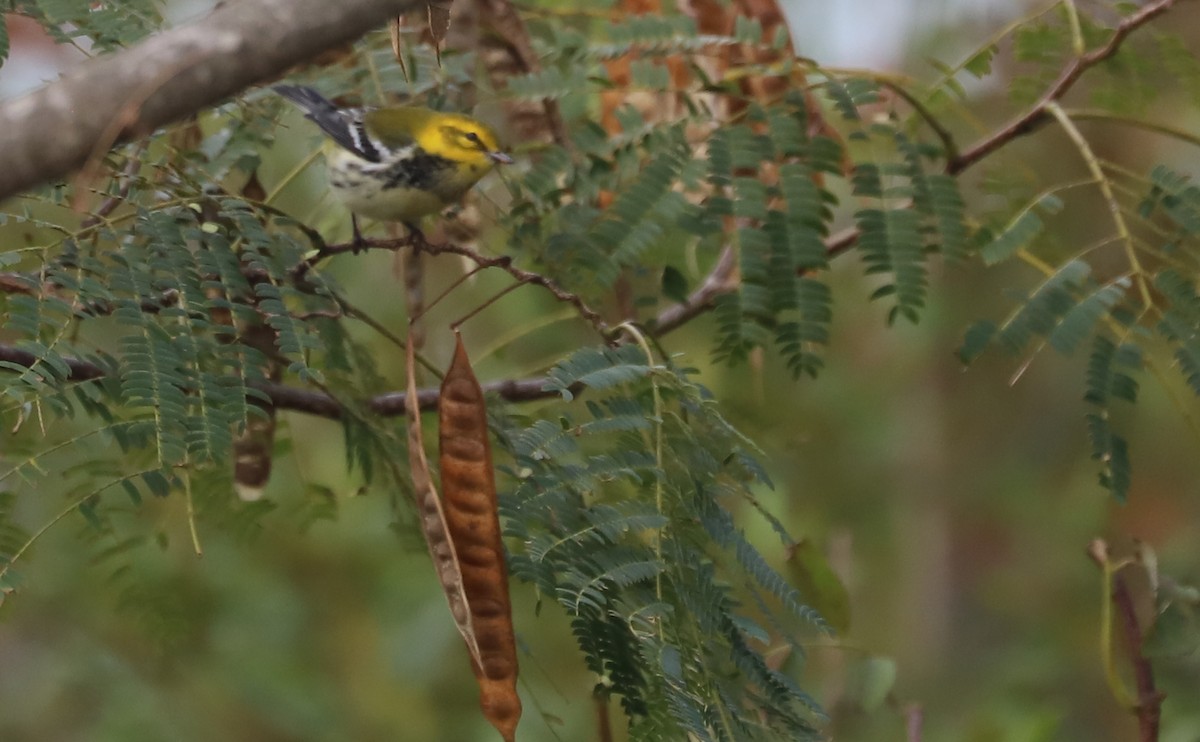 Black-throated Green Warbler - ML642684528