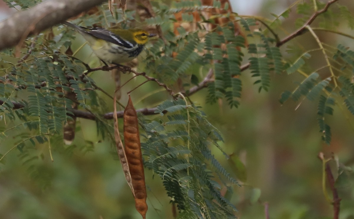 Black-throated Green Warbler - ML642684534