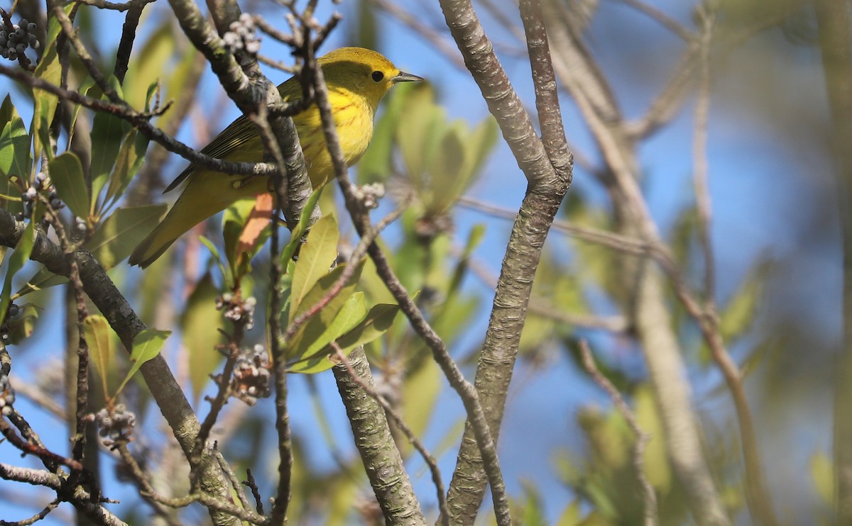 gulparula (aestiva gr.) - ML642684544