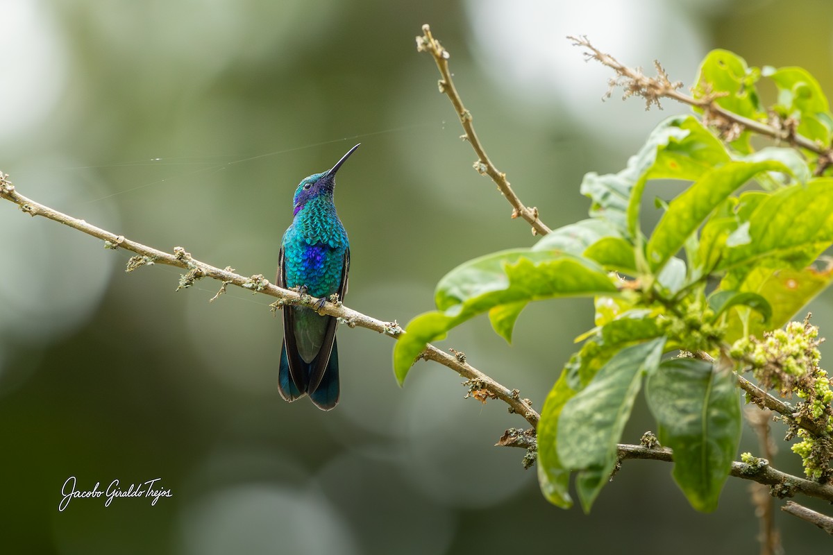 Sparkling Violetear - ML642684545