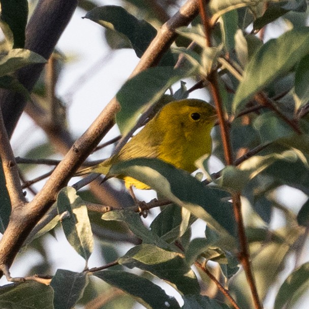 kalottparula - ML642684550