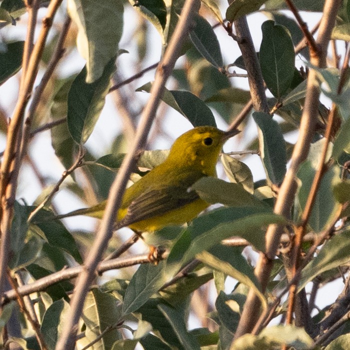 kalottparula - ML642684551