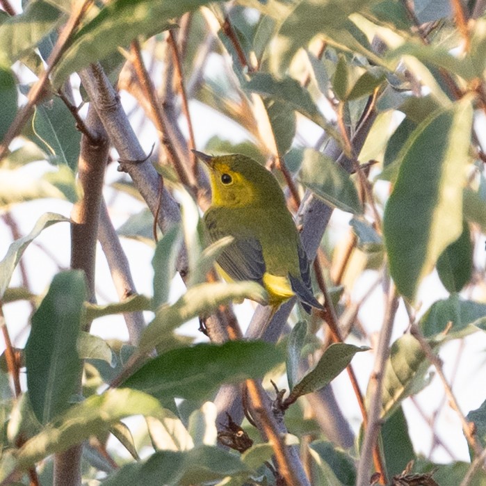 kalottparula - ML642684552