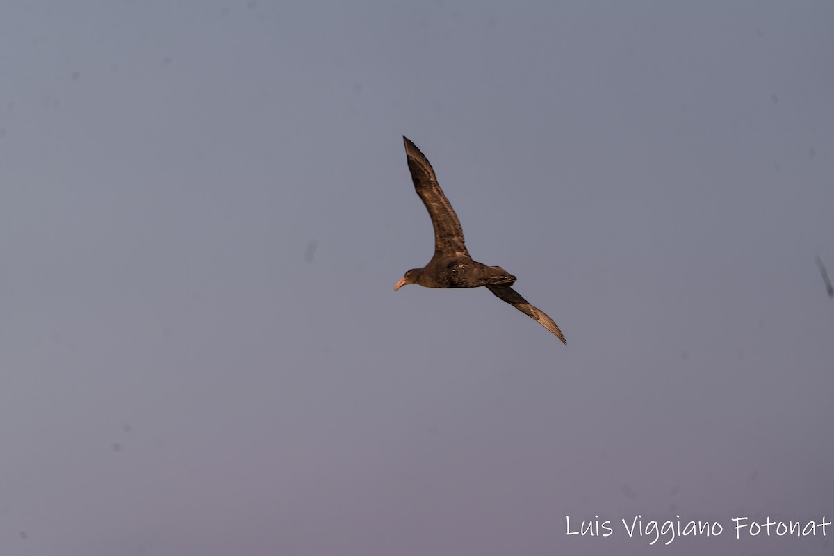 Southern/Northern Giant-Petrel - ML642684556