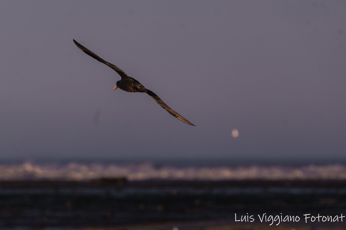 Southern/Northern Giant-Petrel - ML642684557