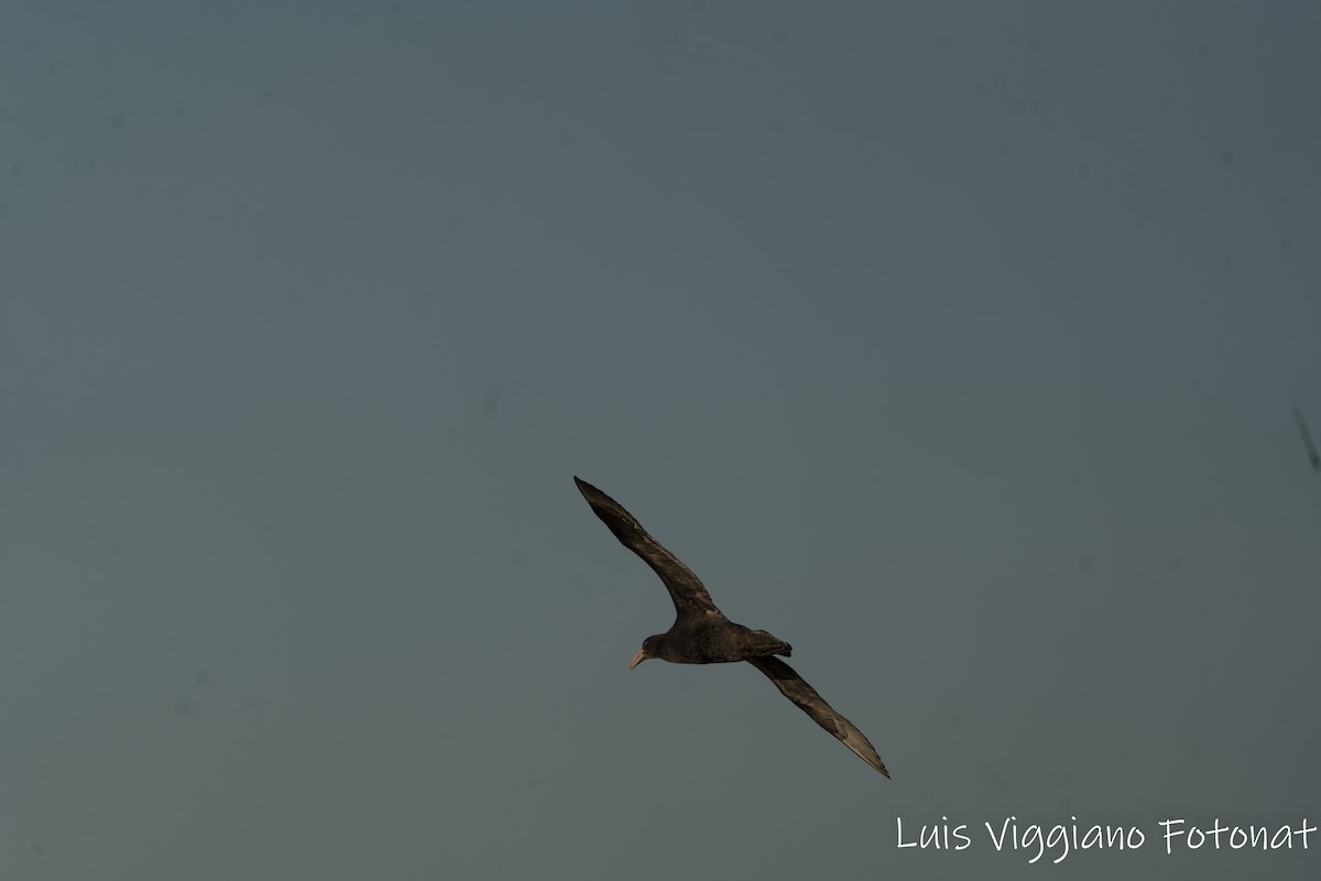 Southern/Northern Giant-Petrel - ML642684558