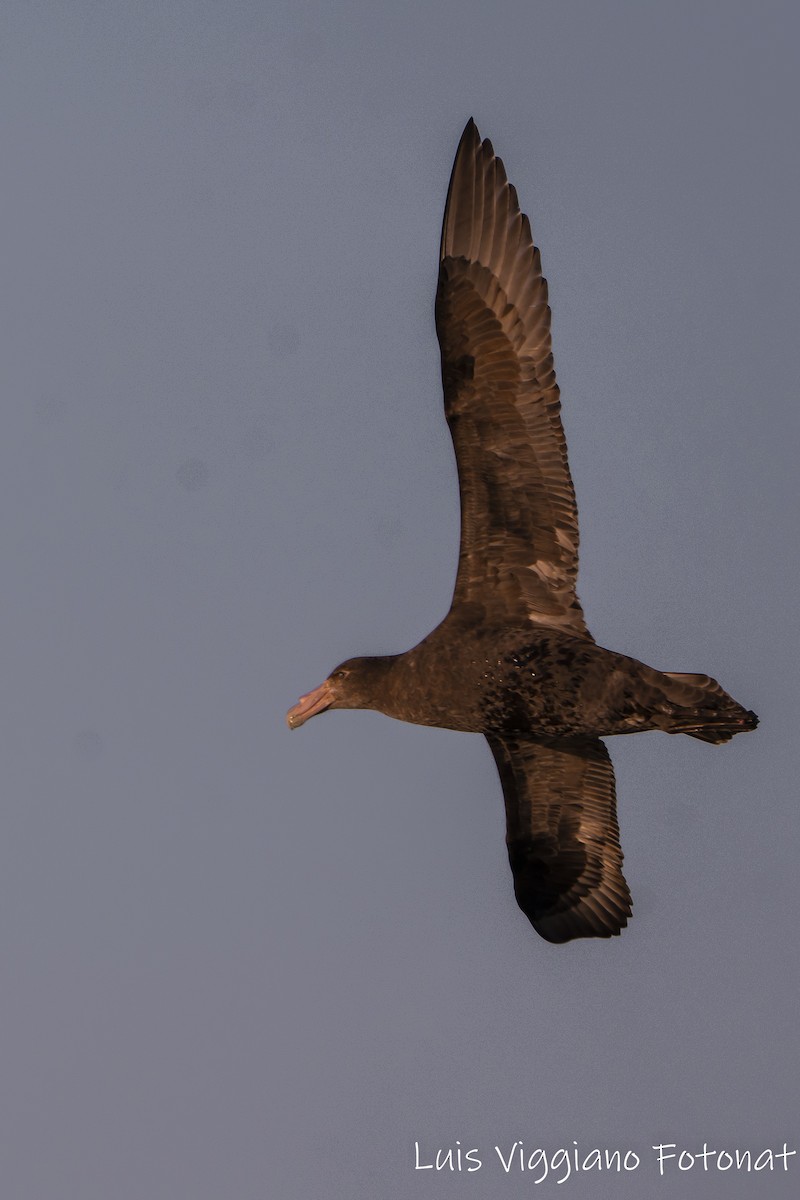 Southern/Northern Giant-Petrel - ML642684559