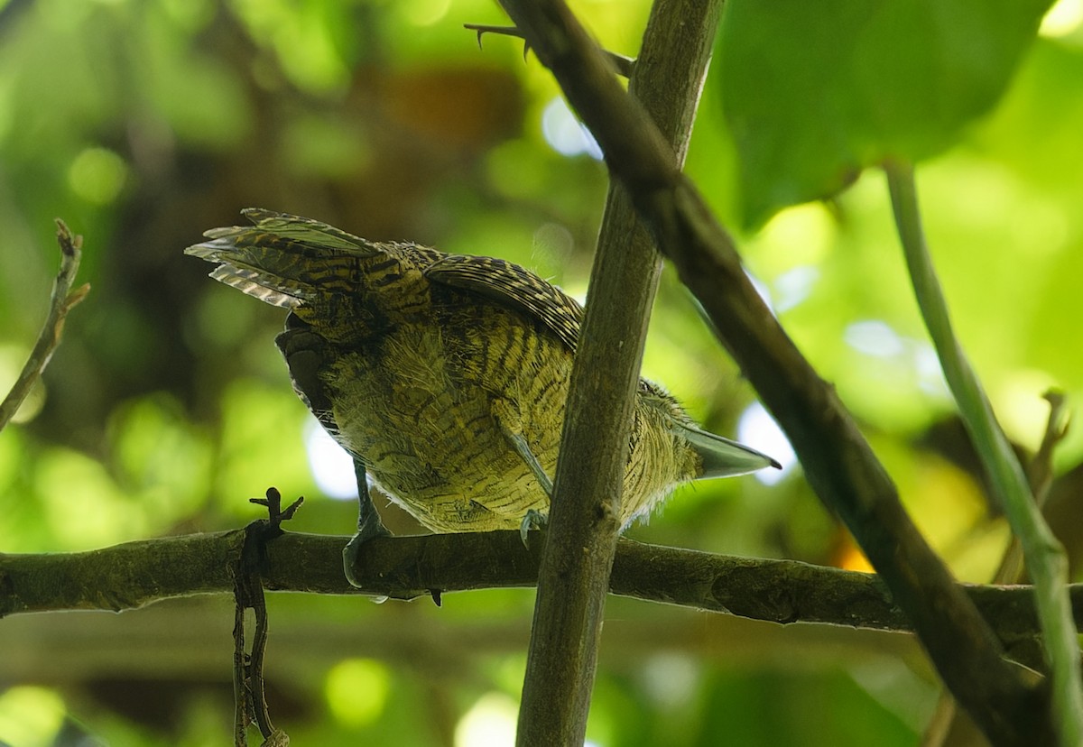 Fasciated Antshrike - ML642684560
