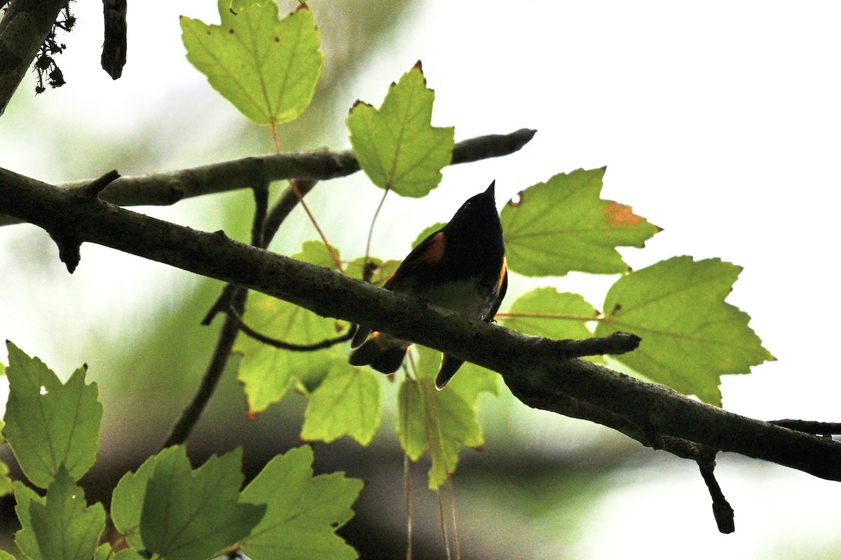 rødstjertparula - ML642684579