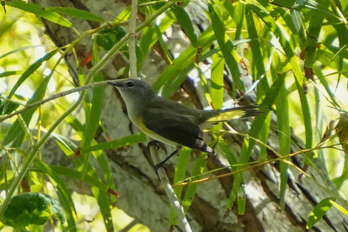 rødstjertparula - ML642684587