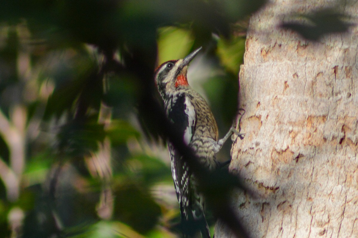 datel rudošíjný - ML642684588