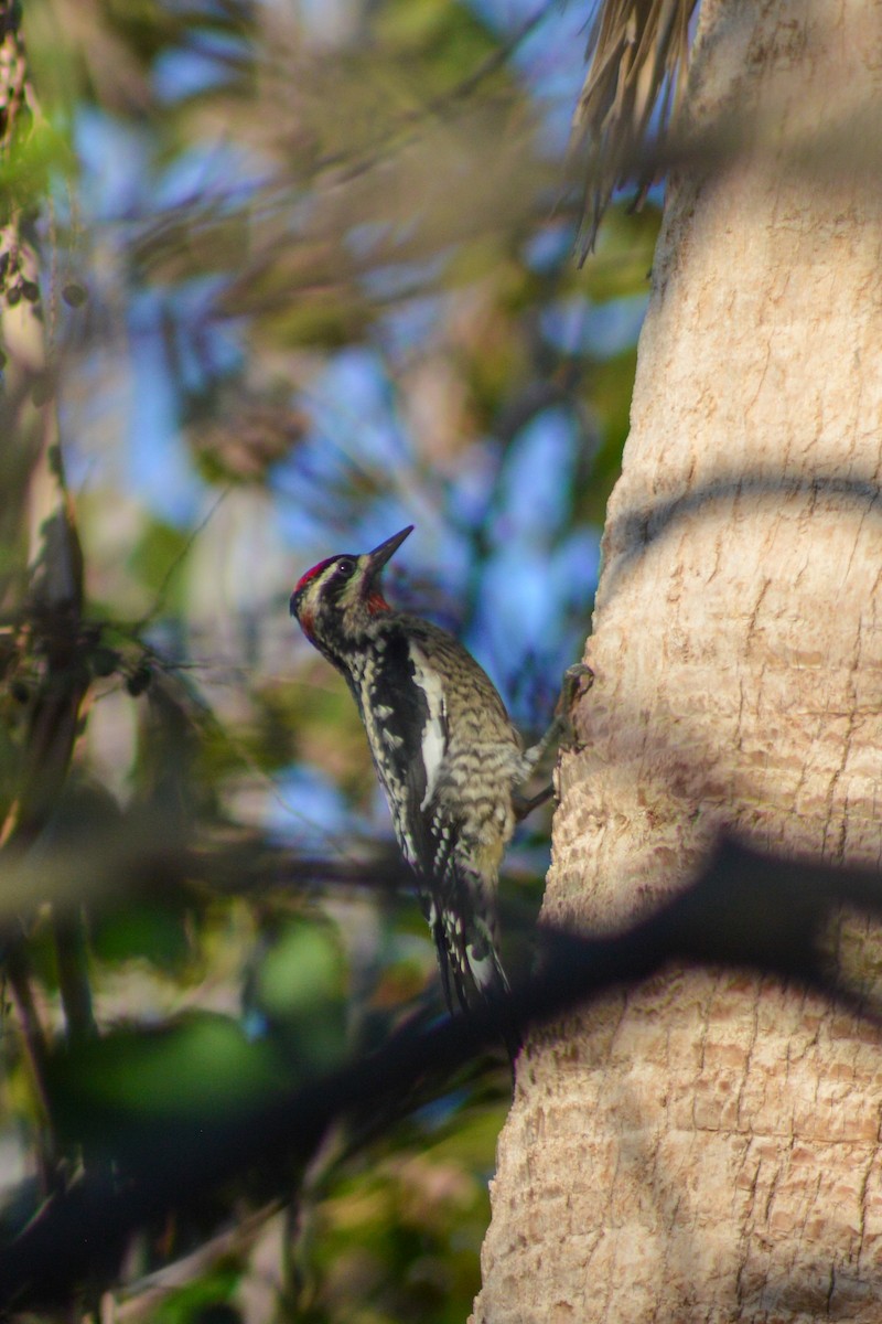 datel rudošíjný - ML642684590