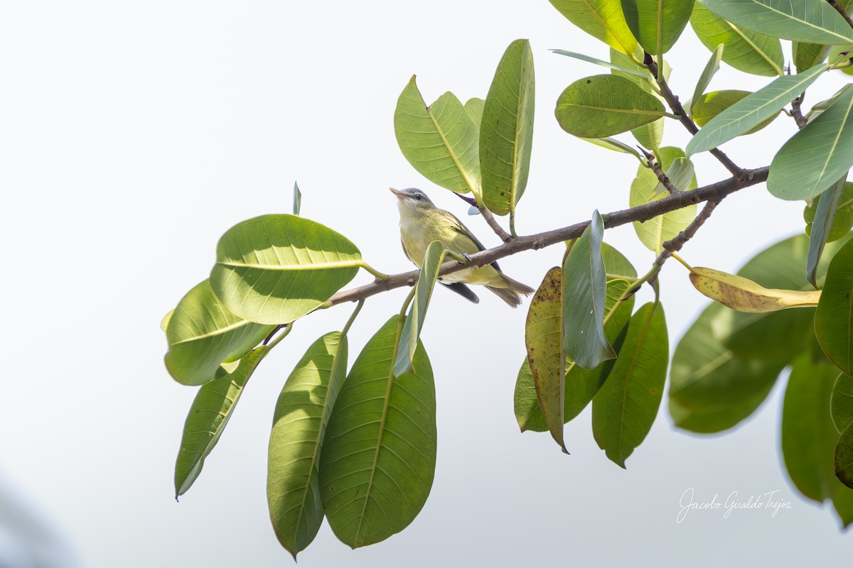 Yellow-green Vireo - ML642684591