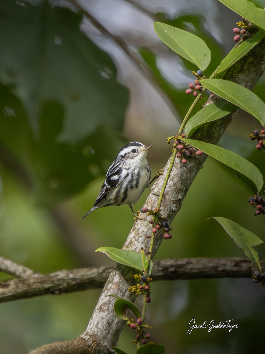 Black-and-white Warbler - ML642684599