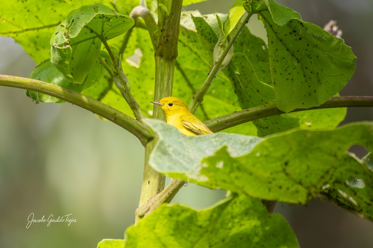 Yellow Warbler - ML642684603